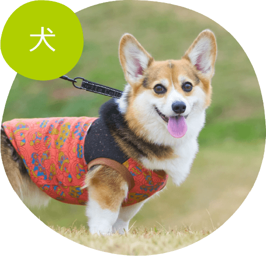 犬