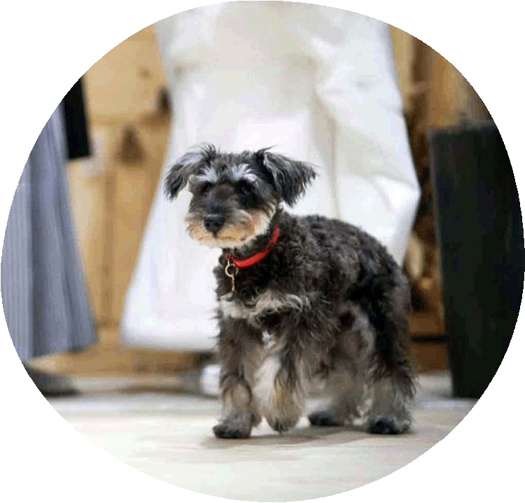 動物ケアスタッフ 藤井 莉子
