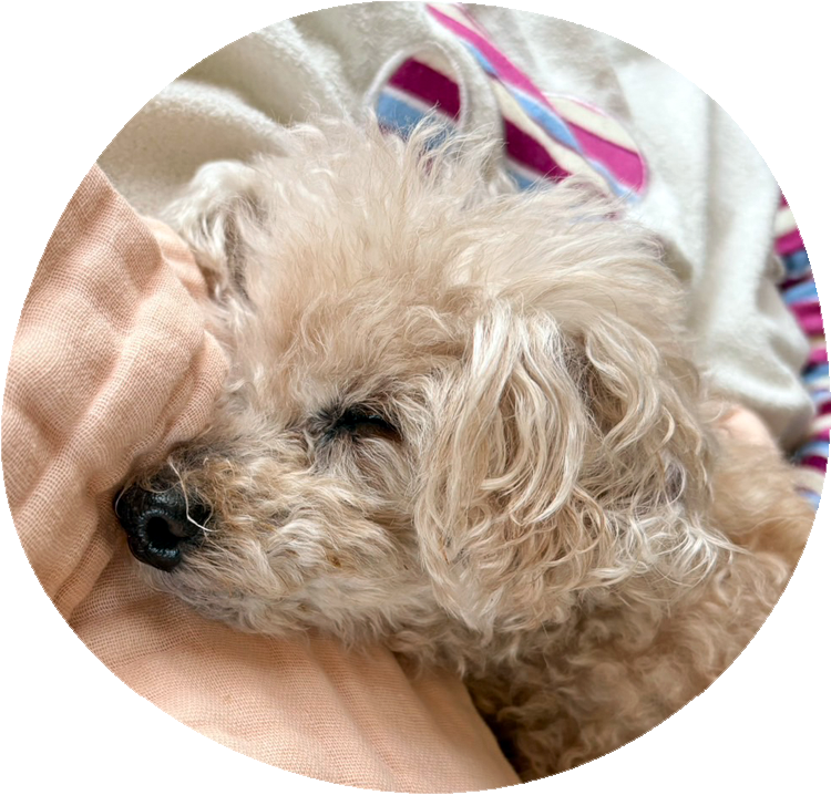 動物ケアスタッフ兼トリマー　上田 千尋